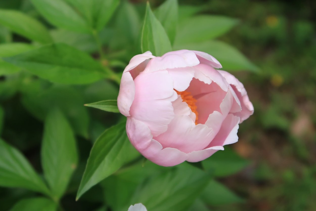 Пионы бутончики