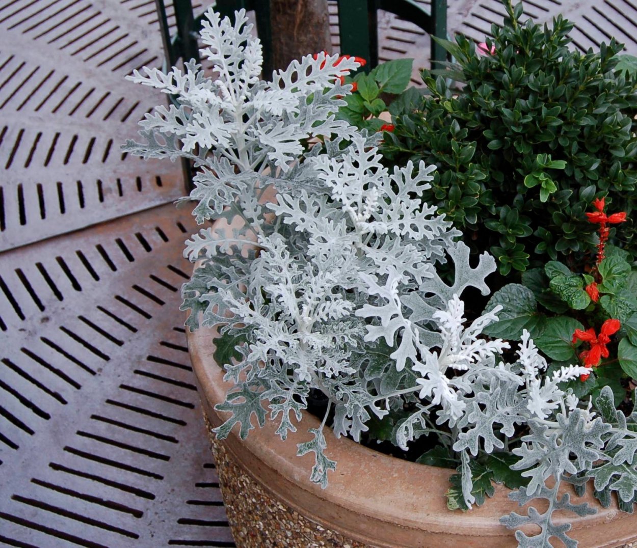 Цинерария крестовник пепельный