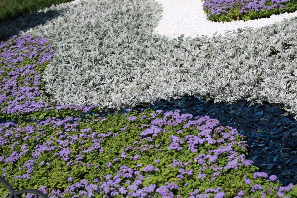 Сальвия агератум лобелия