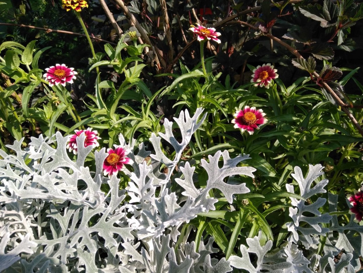 Цинерария Приморская candicans