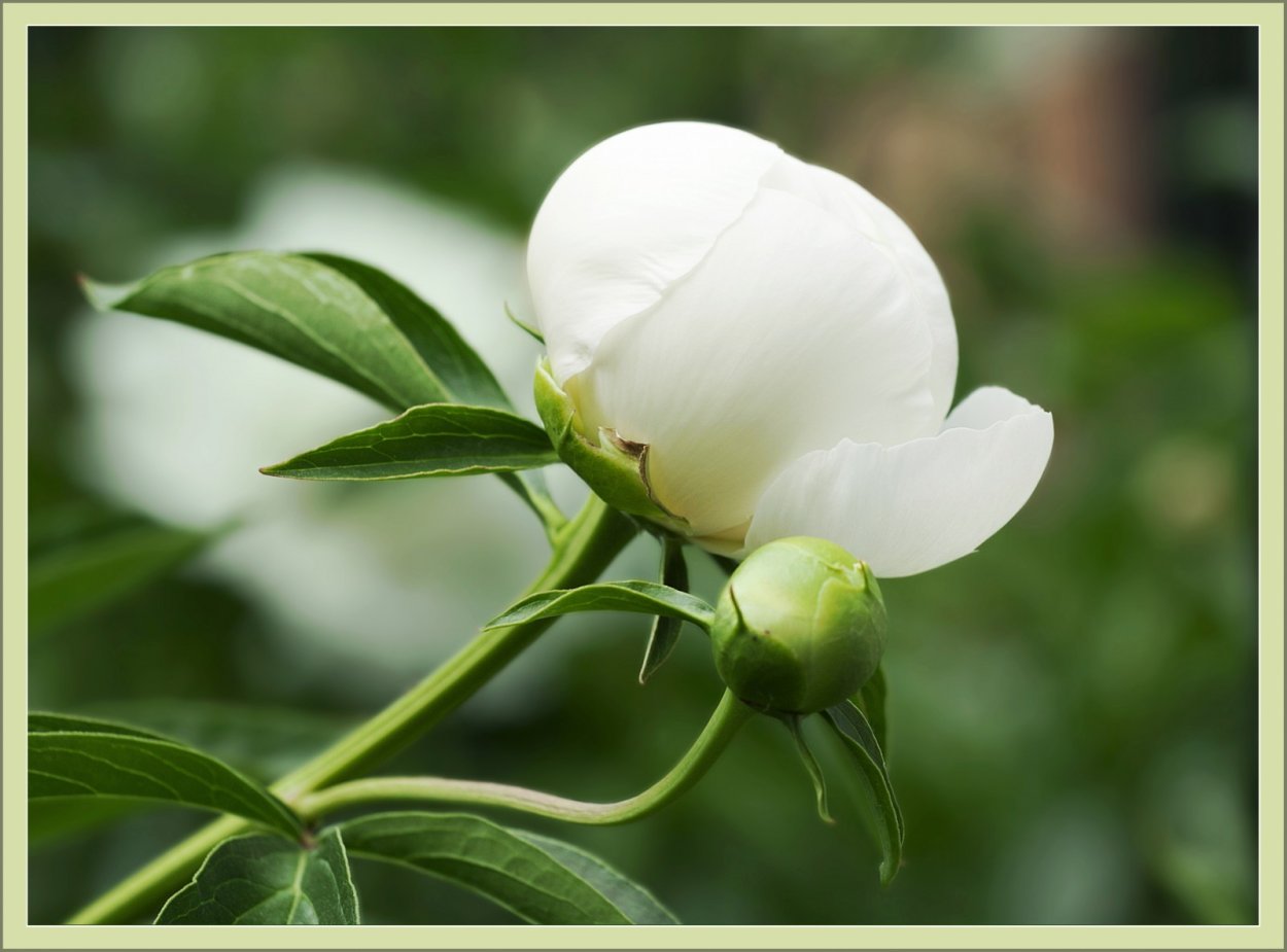 Пион с бутоном белый