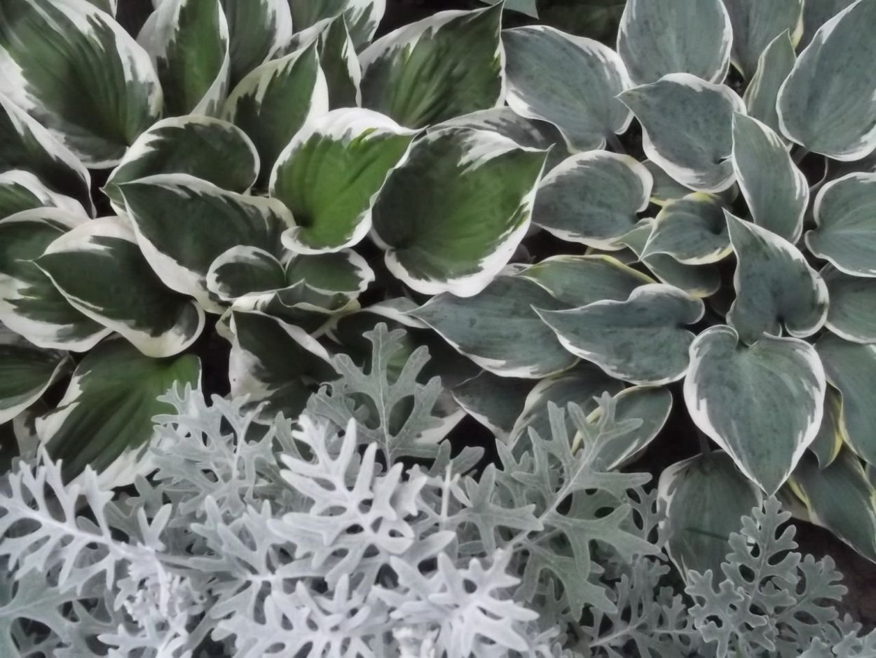 Цинерария и Хоста