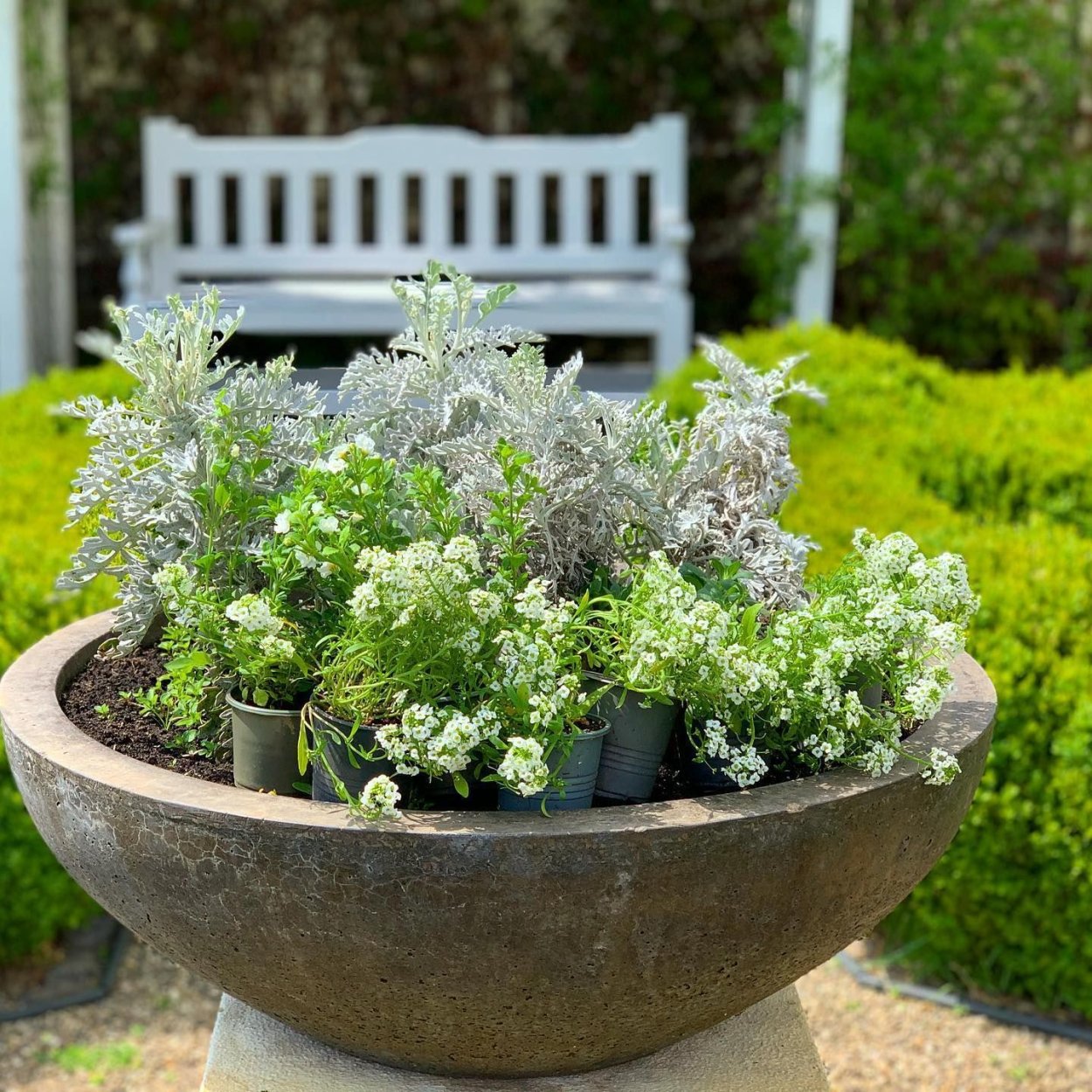 Цинерария серебристая композиции