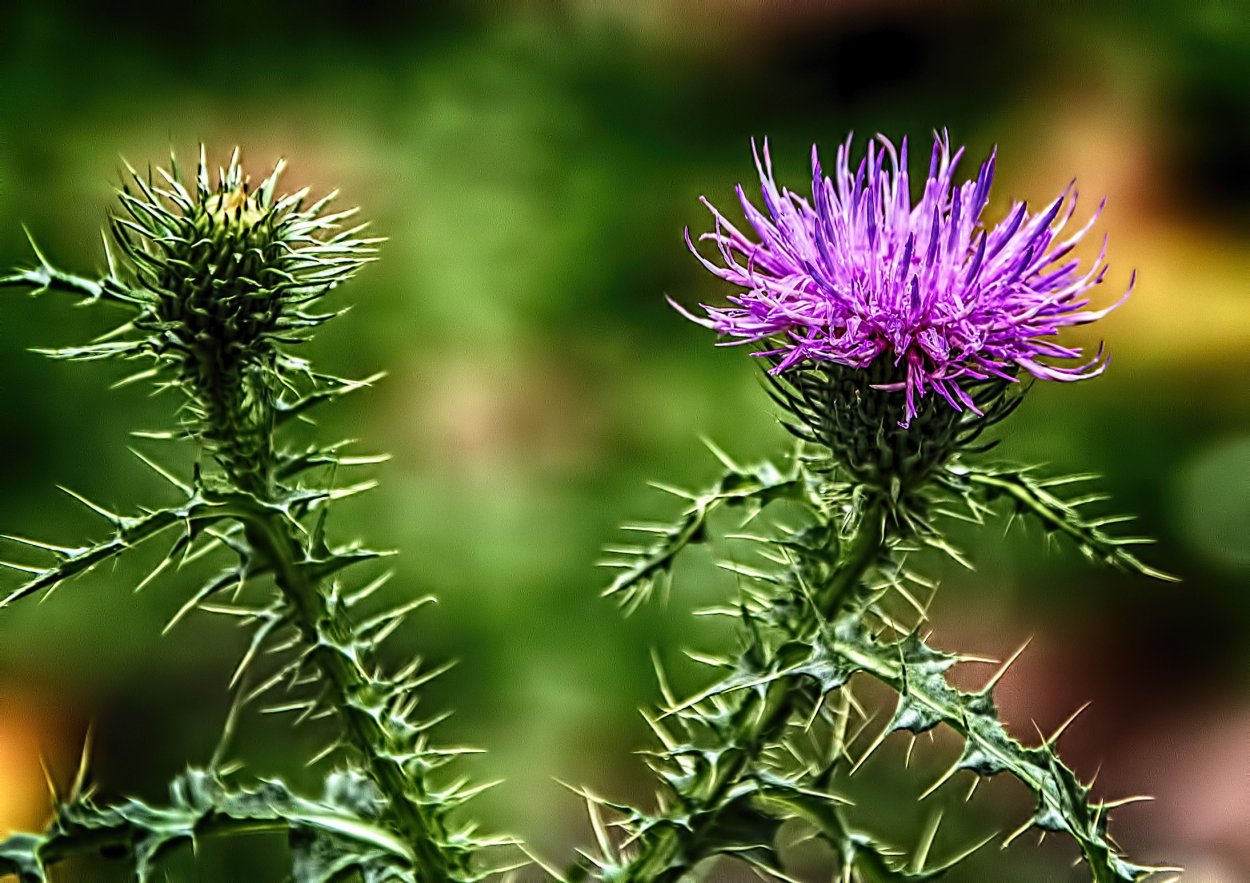 Расторопша пятнистая (Silybum Marianum)