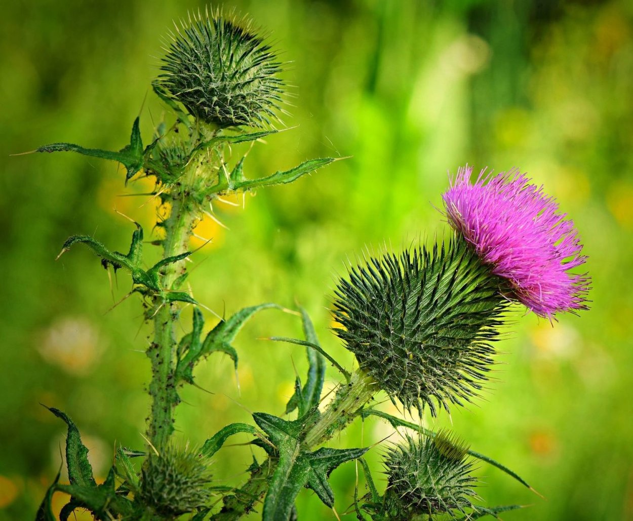 Татарник чертополох