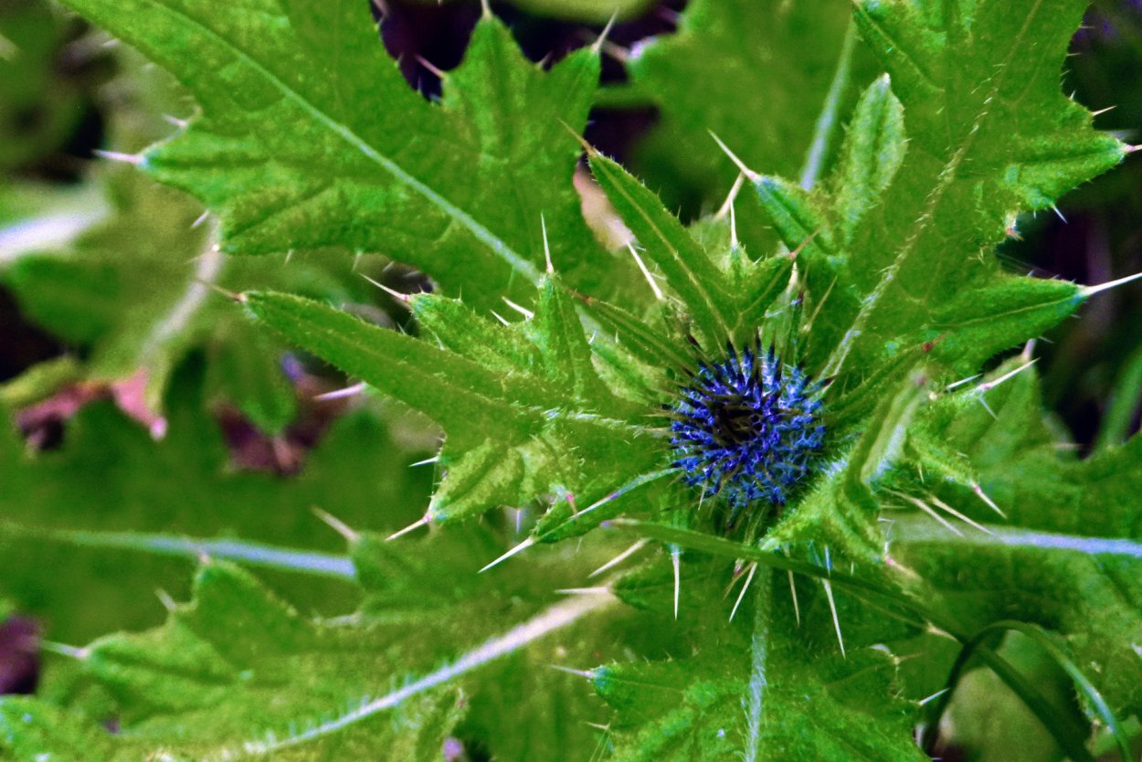 Падуб с колючими листьями