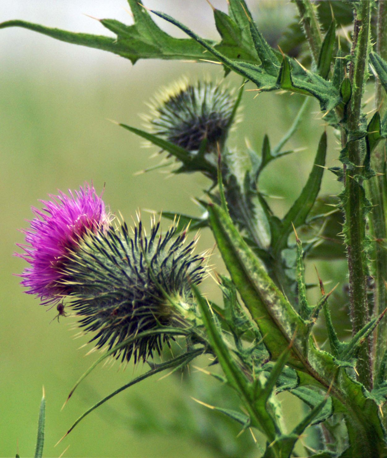 Падуб колючий