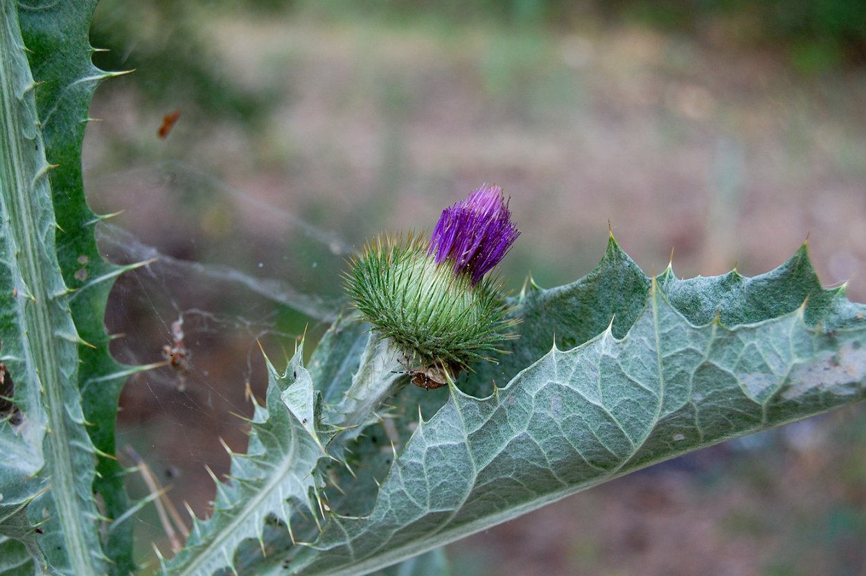 Чертополох (Ironweed)