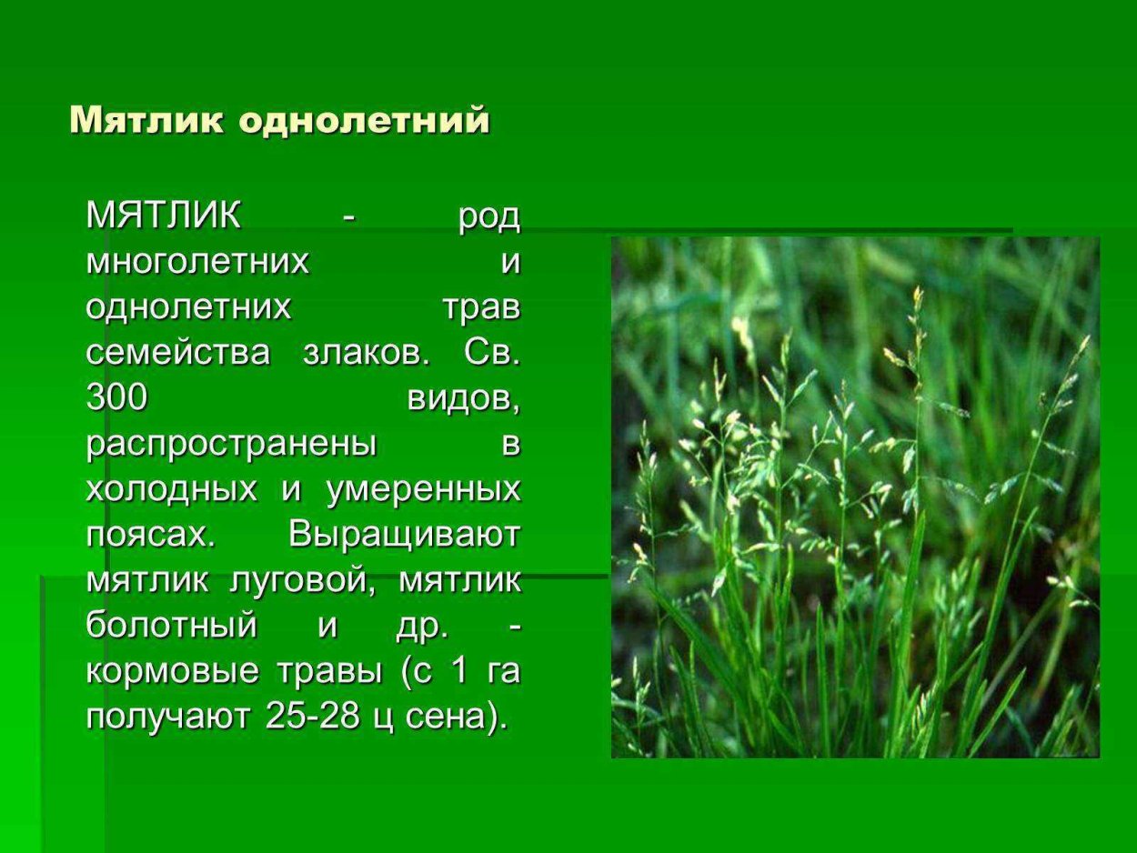 Мятлик болотный (POA palustris l.)