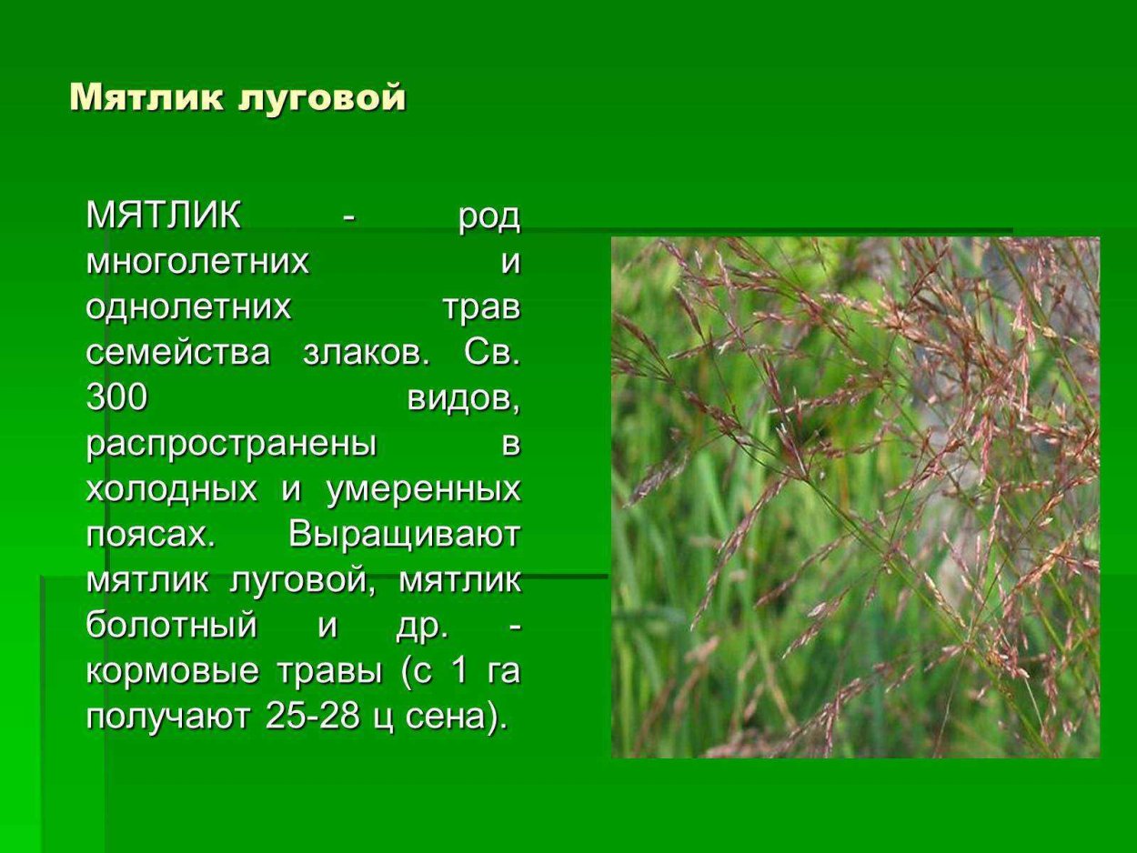 Мятлик болотный