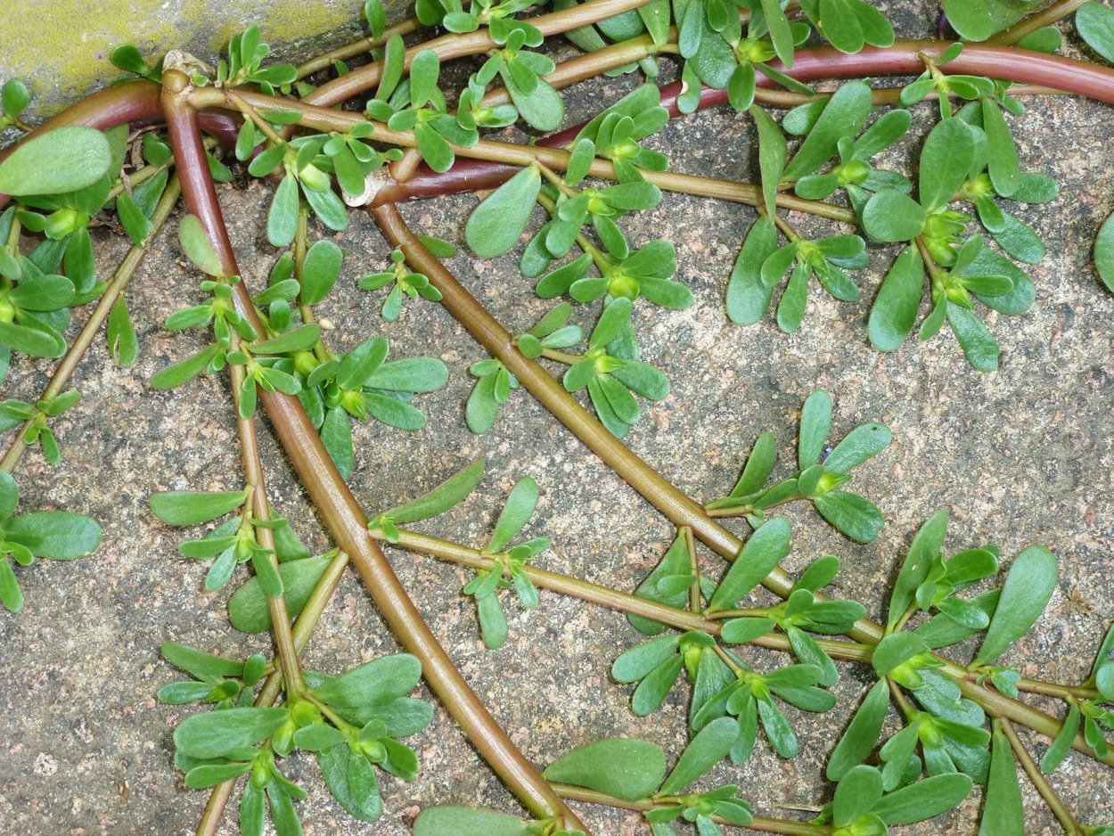 Трава портулак огородный