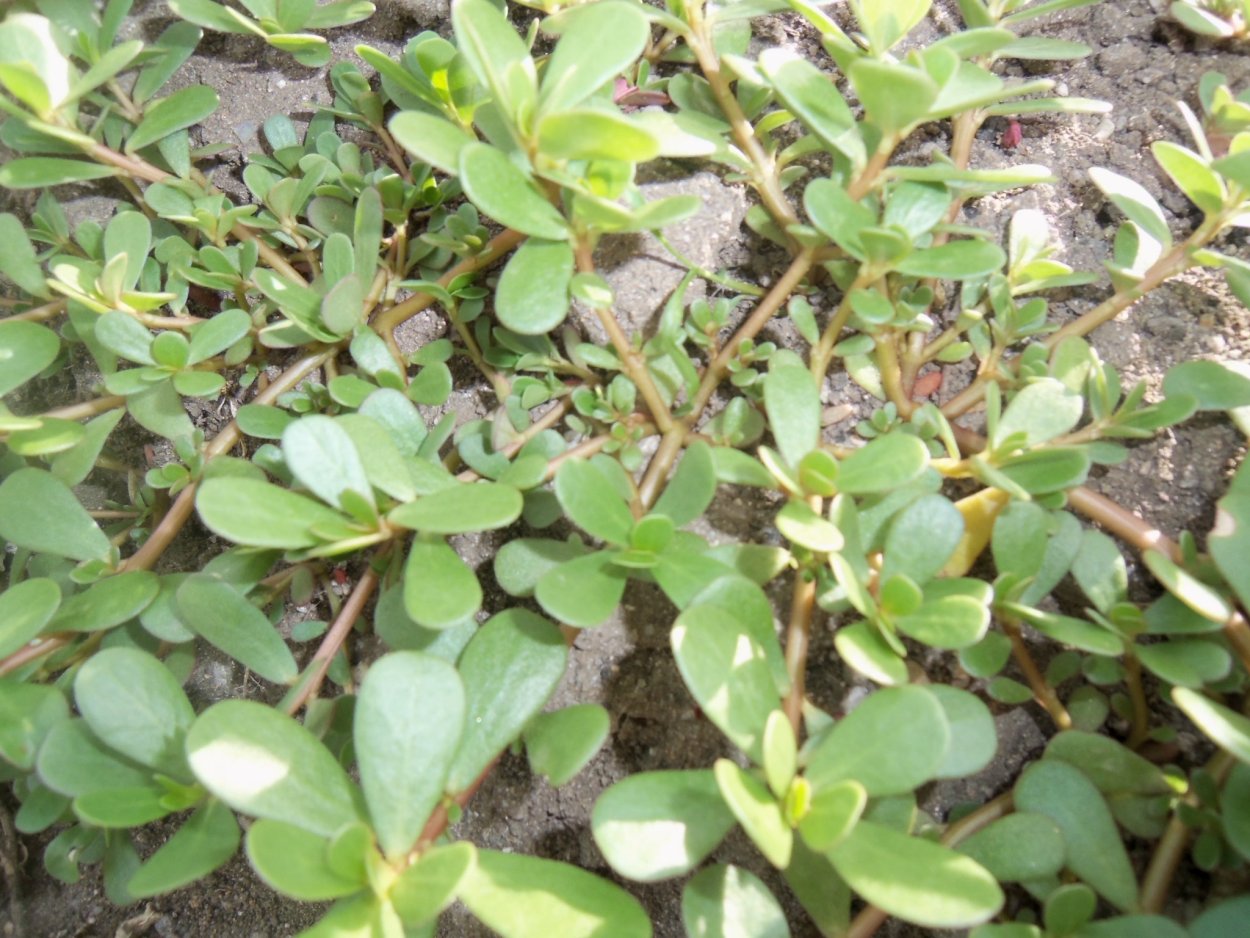 Ползучая трава сорняк портулак