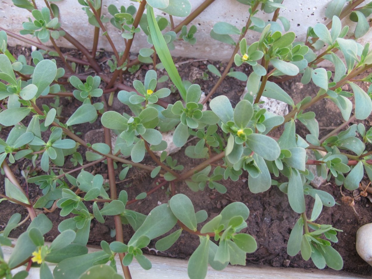 Портулак огородный всходы