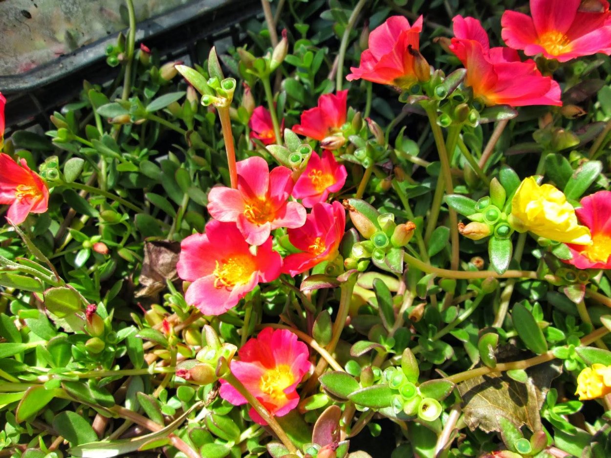 Горец птичий Polygonum aviculare всходы