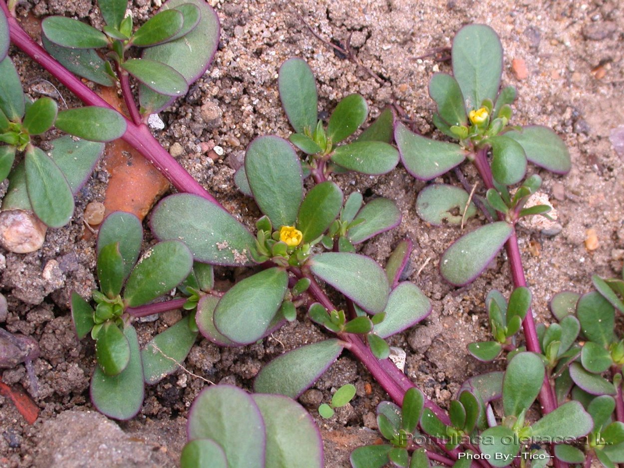 Портулак обыкновенный