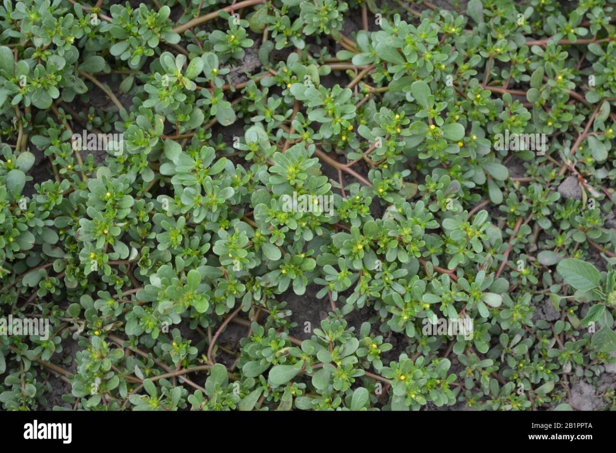 Ползучая трава сорняк портулак