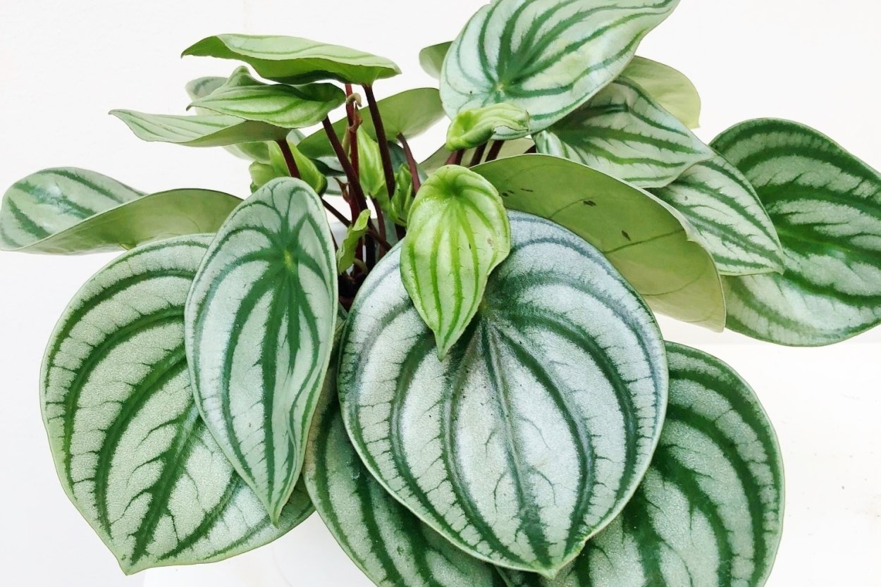 Пеперомия Peperomia griseoargentea