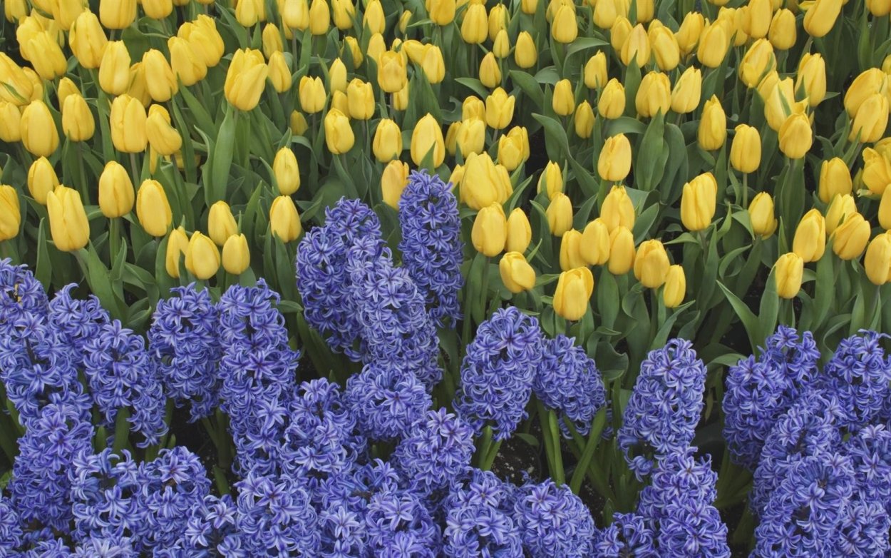 Мускари Крокус тюльпан гиацинт