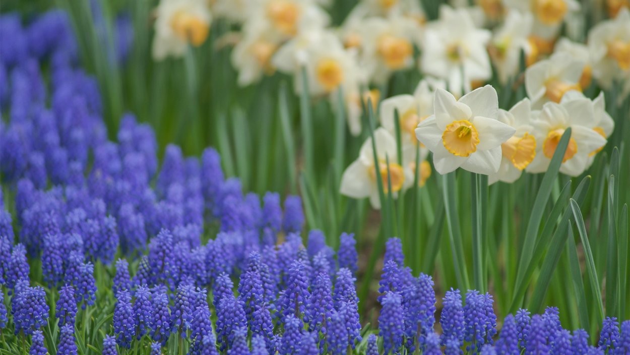 Тюльпаны нарциссы мускари