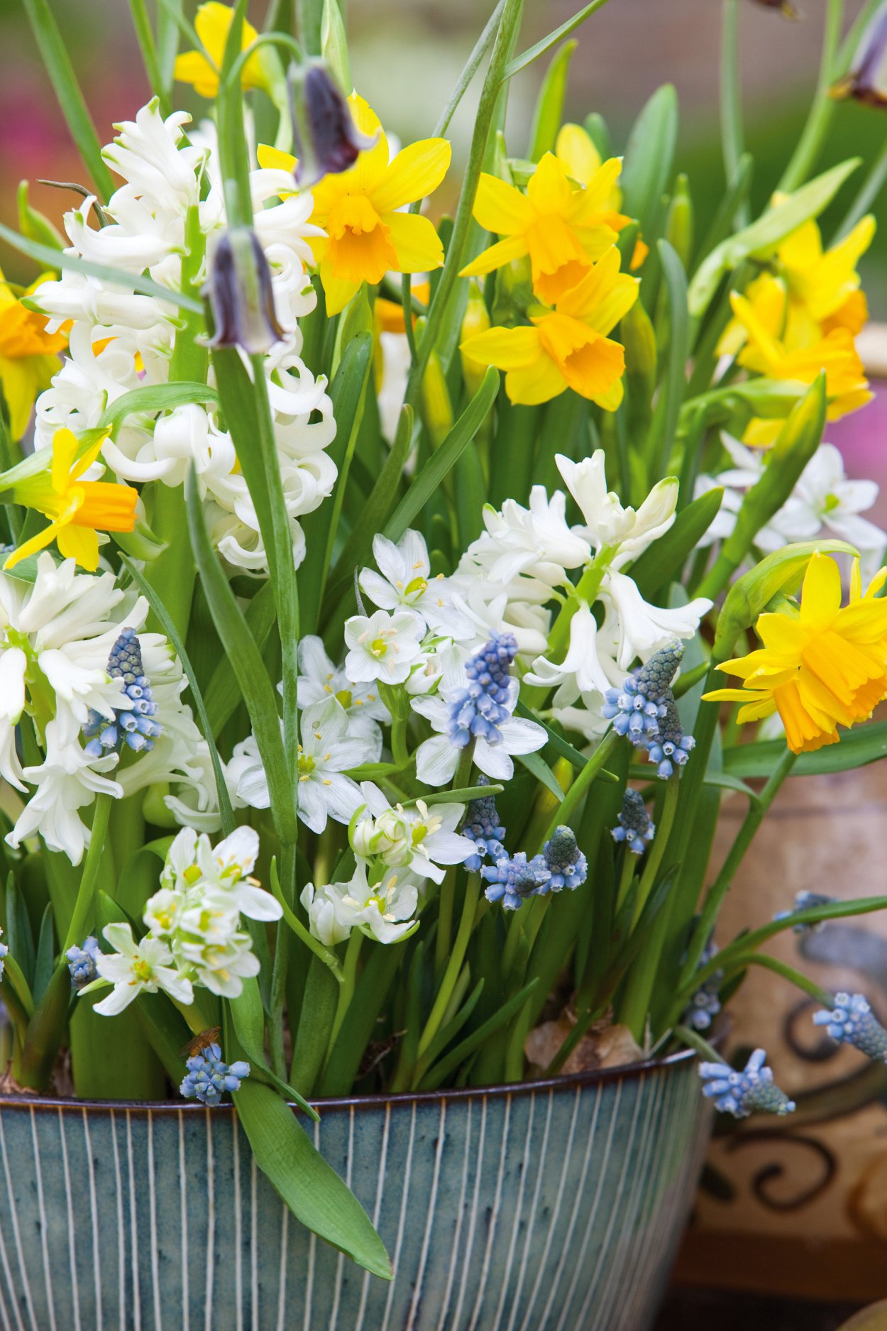 Гиацинты нарциссы тюльпаны мускари