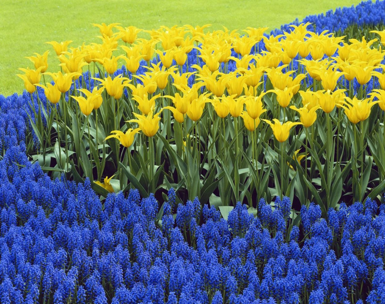 Мускари Мэджик микс