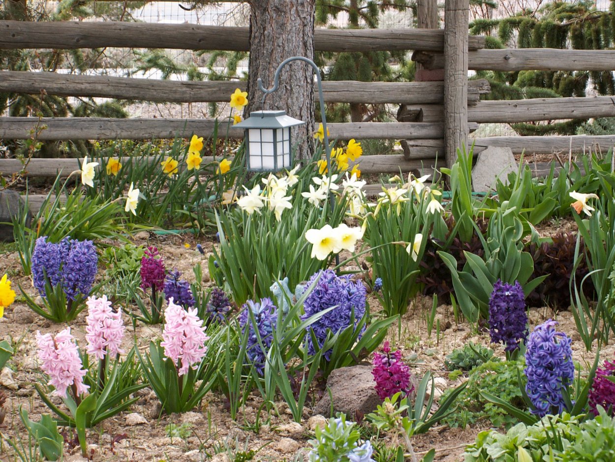 Крокусы примула гиацинт