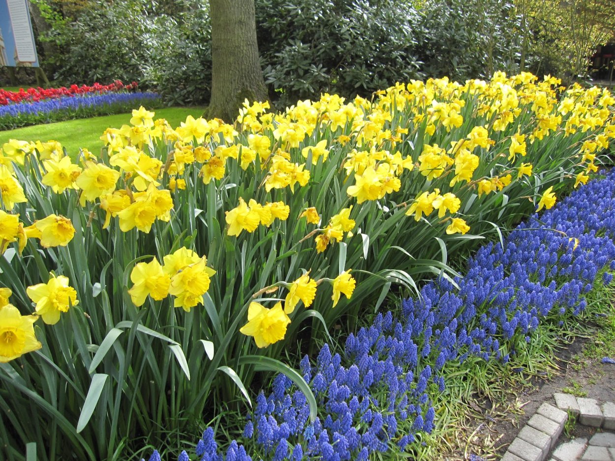 Рабатка с тюльпанами