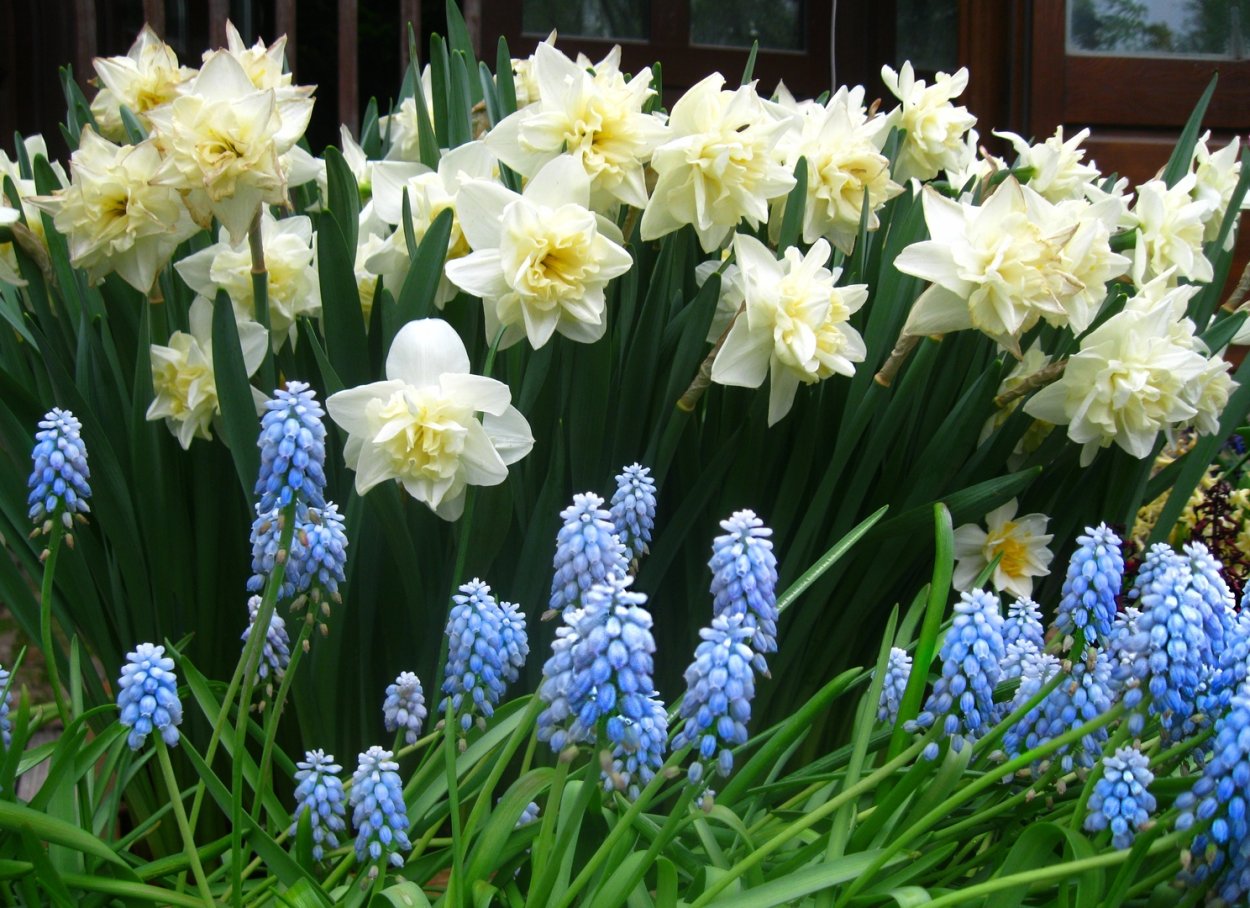 Нарциссы и мускари