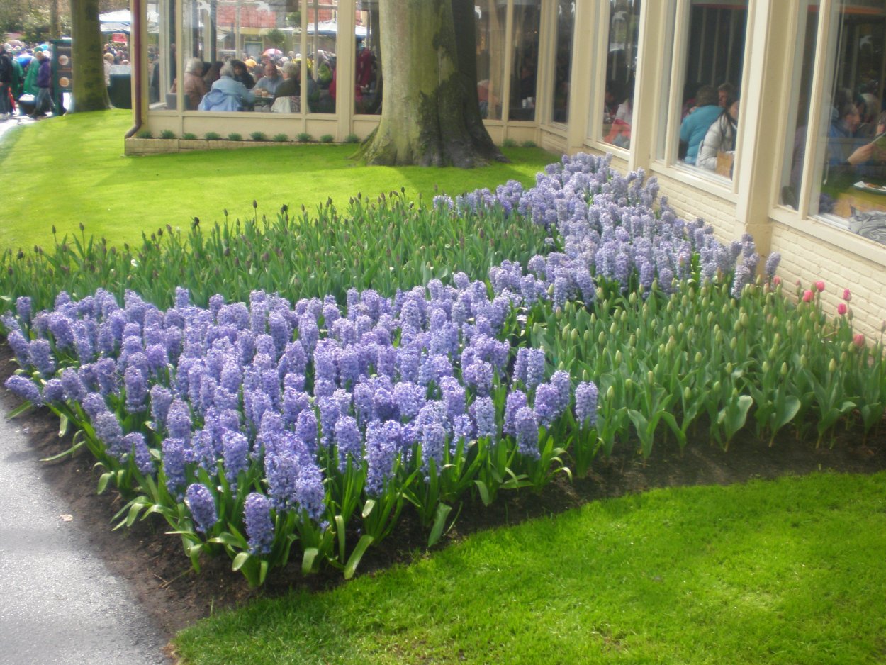 Весенняя клумба мускари гиацинт