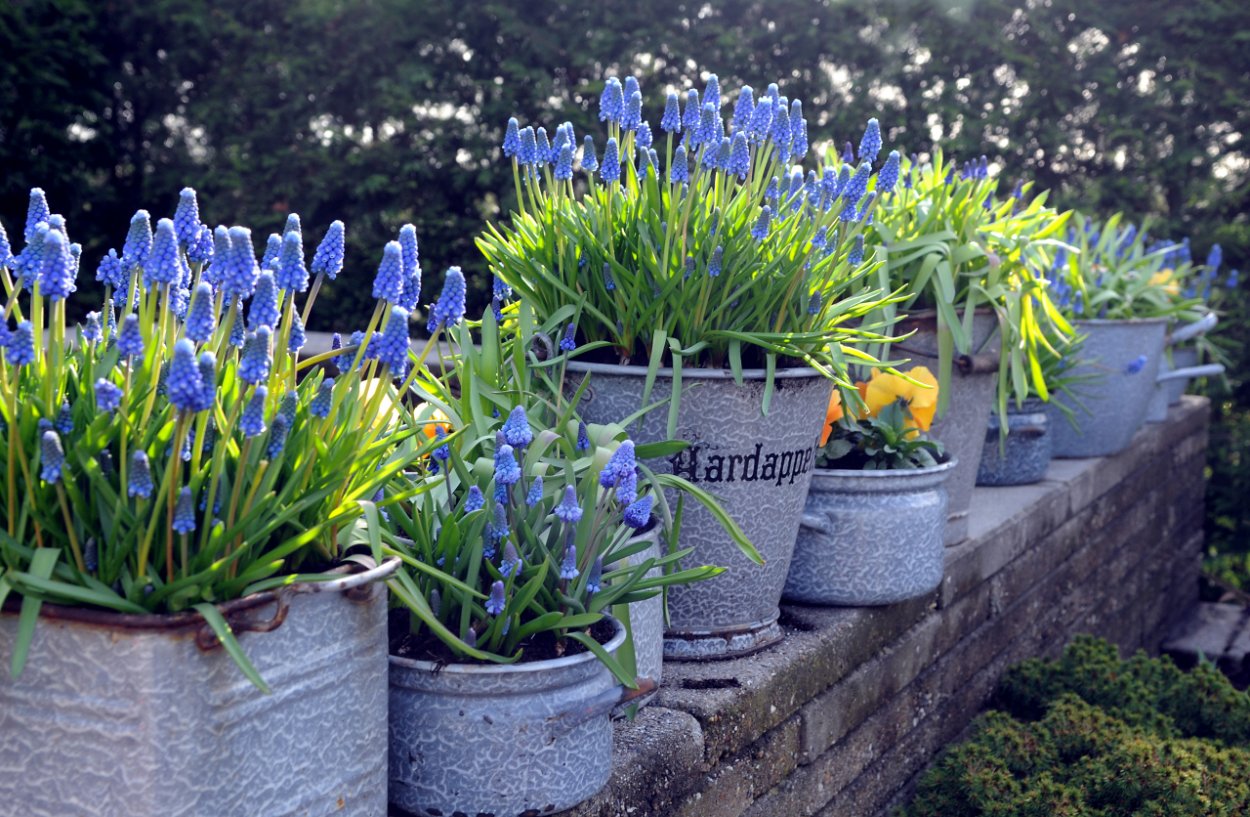 Мышиный гиацинт мускари в горшках