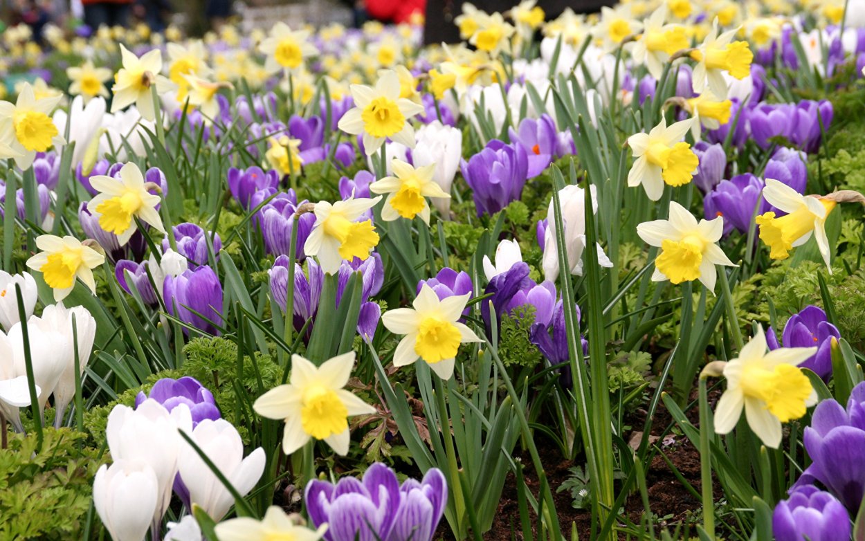 Тюльпаны нарциссы гиацинты