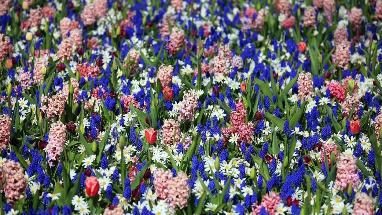 Мускари Крокус тюльпан гиацинт