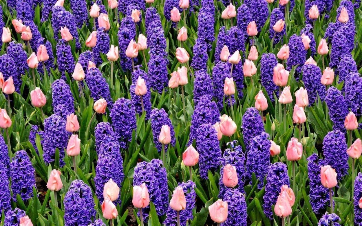 Мускари Крокус тюльпан гиацинт