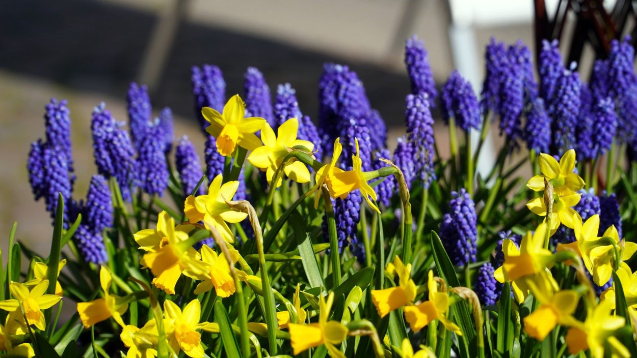 Весенний букет нарциссов