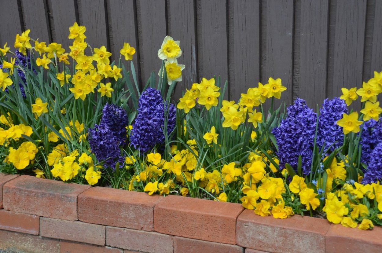 Виола в дачном ландшафте