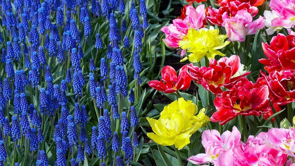 Цветы для клумбы