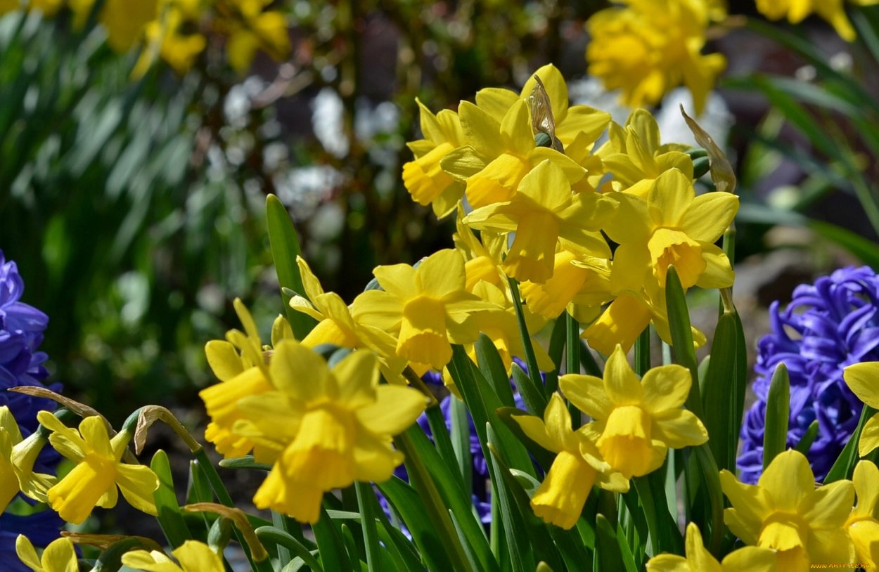 Гиацинтовые нарциссы