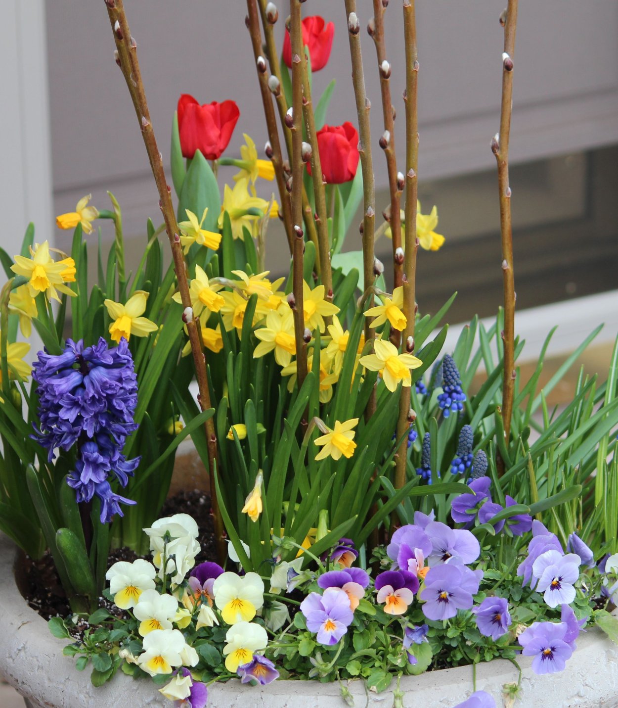 Мускари крокусы тюльпаны нарциссы