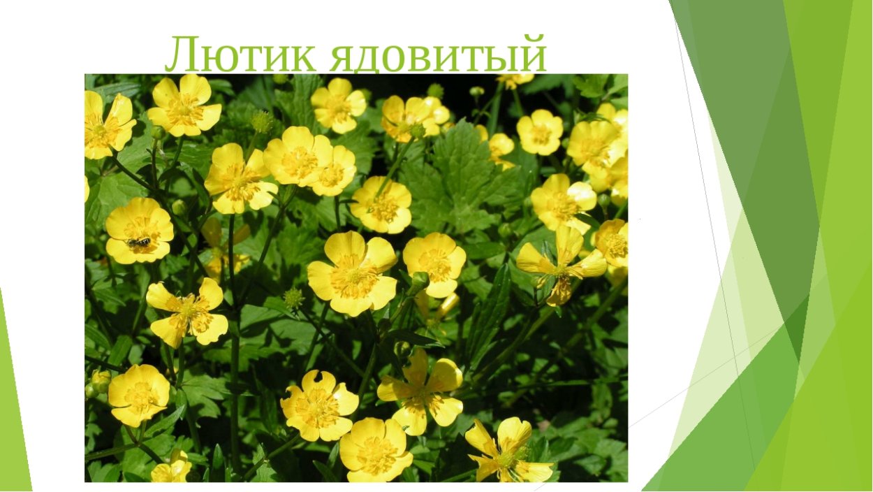 Плейохазий Лютика