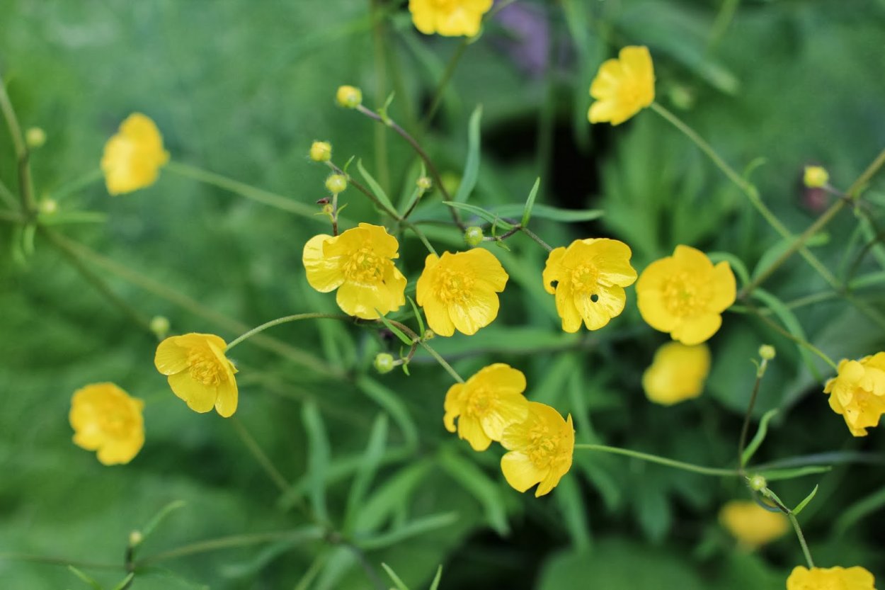 Лютик зеленый