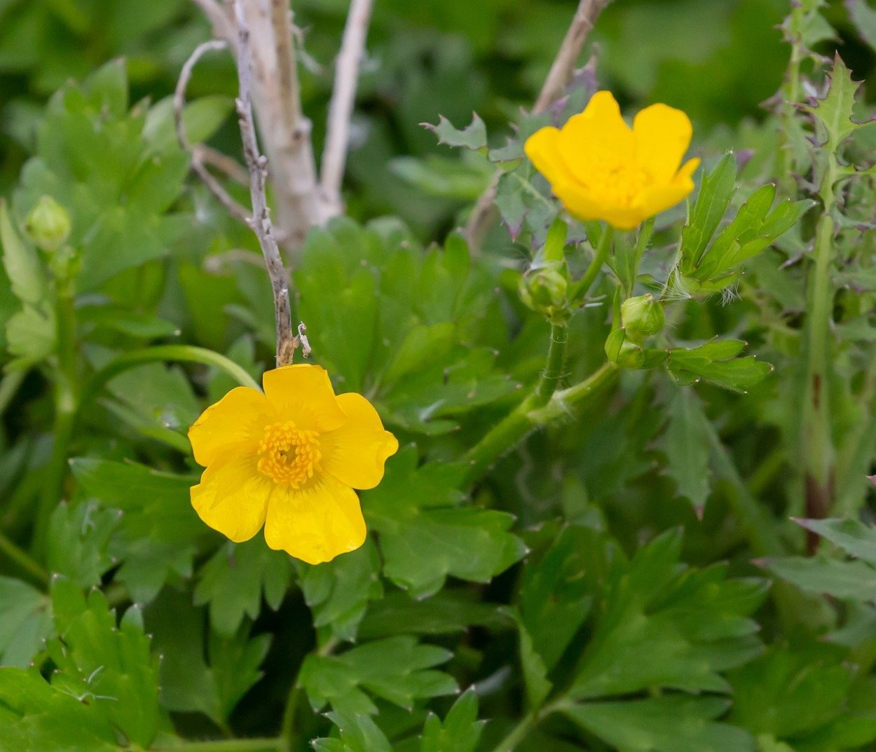 Лютик едкий