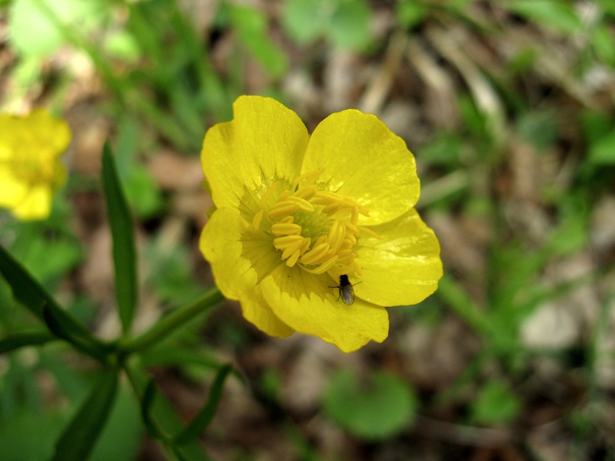 Лютик полевой