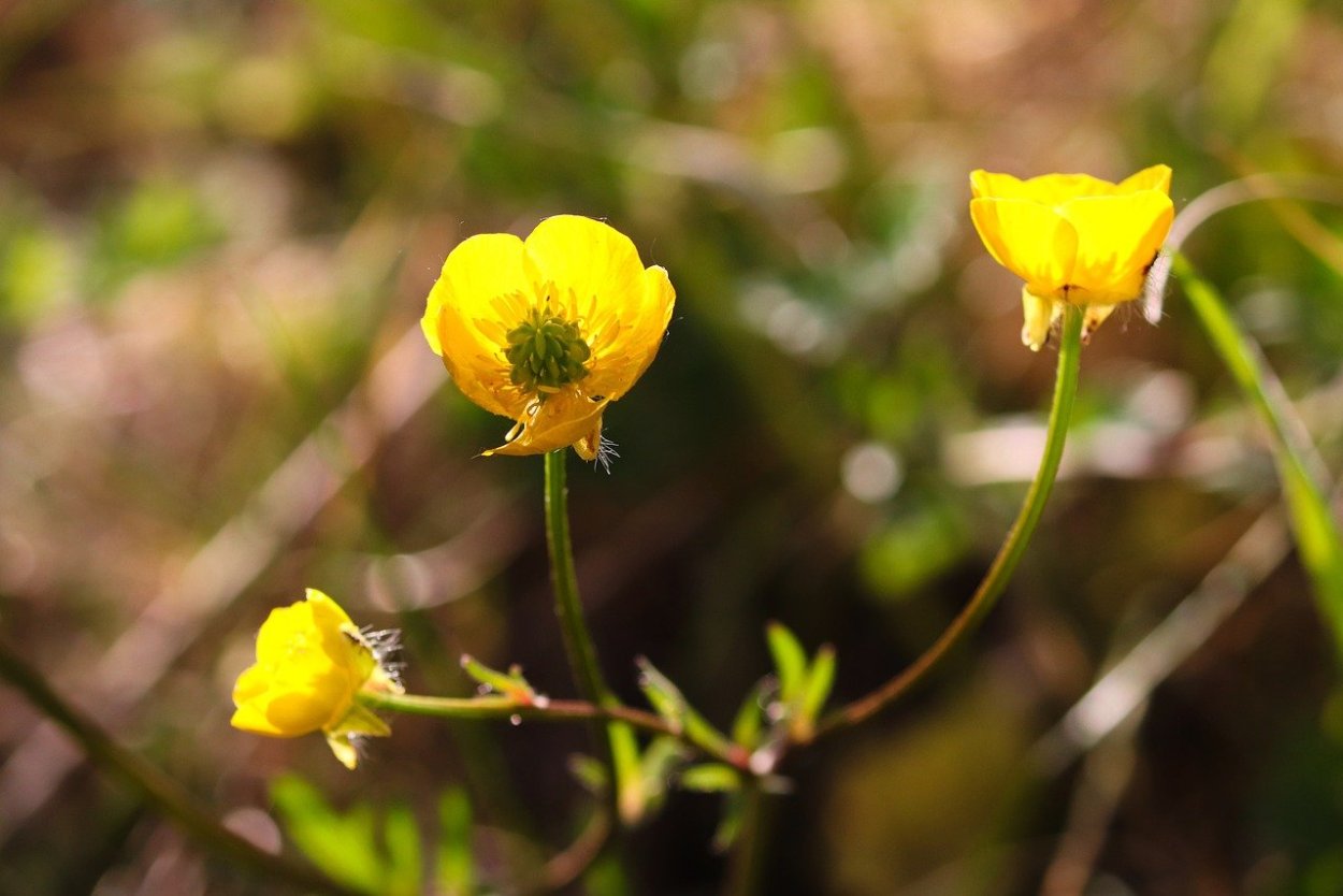 Ядовитые растения Лютик ядовитый
