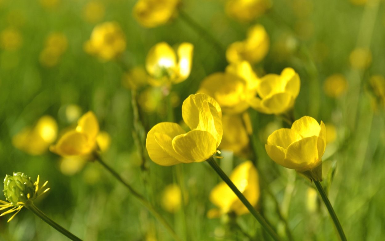 Лютик однолистный