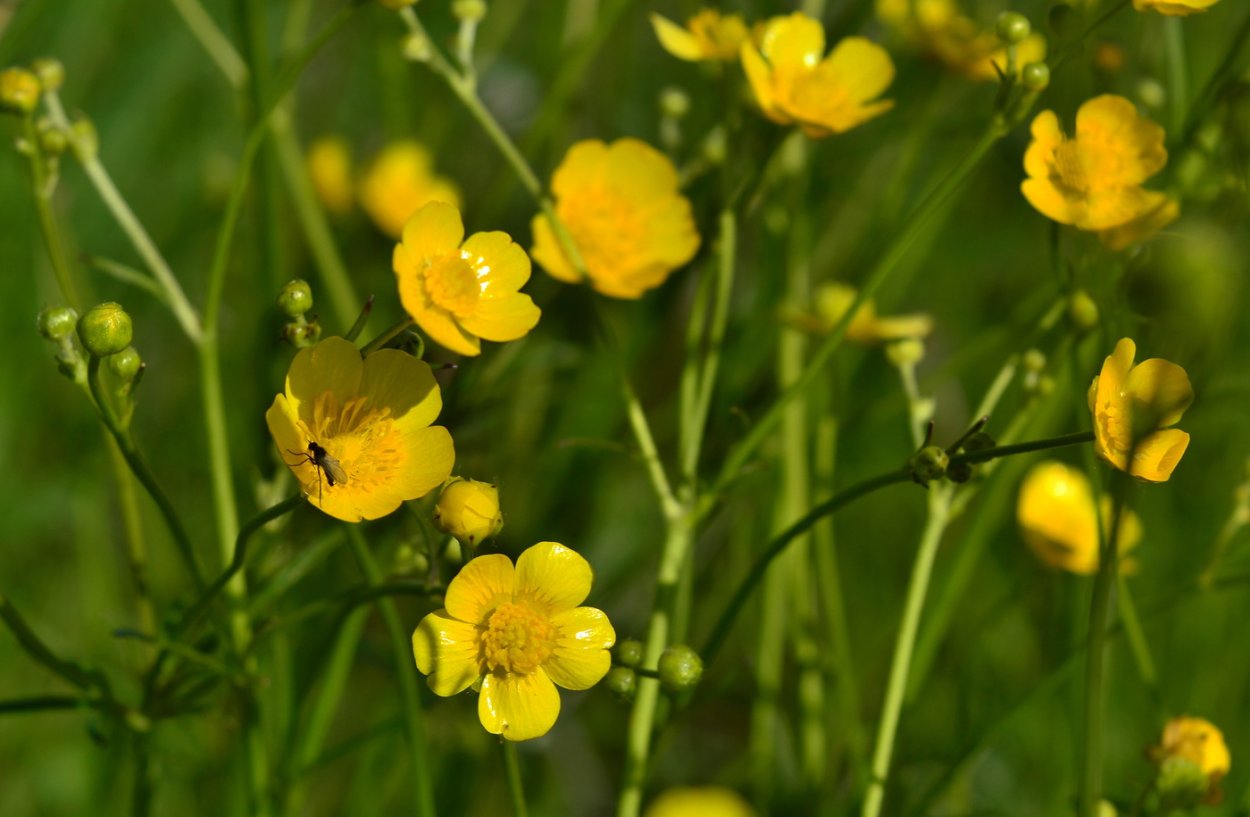 Buttercup растение