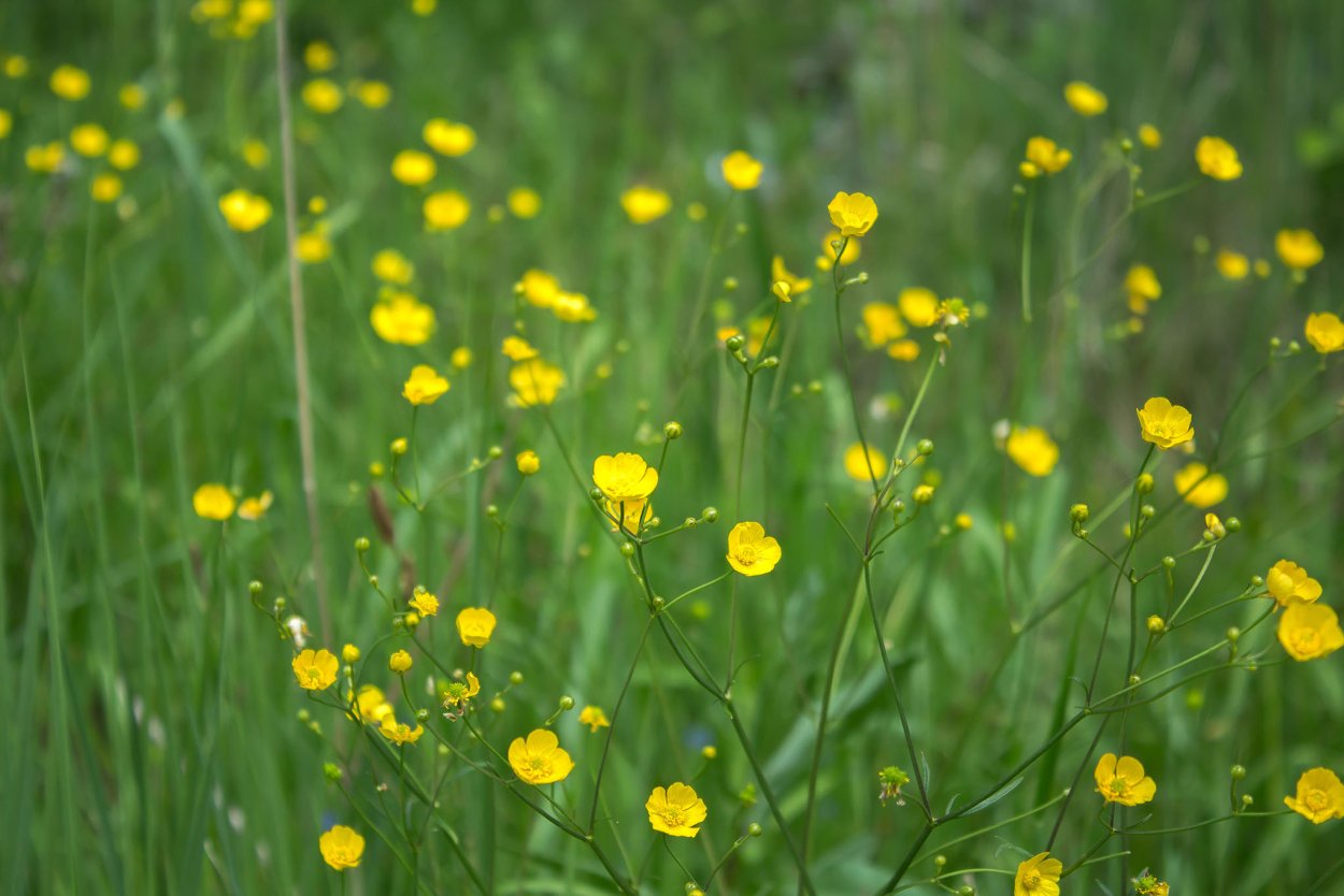 Лютик едкий