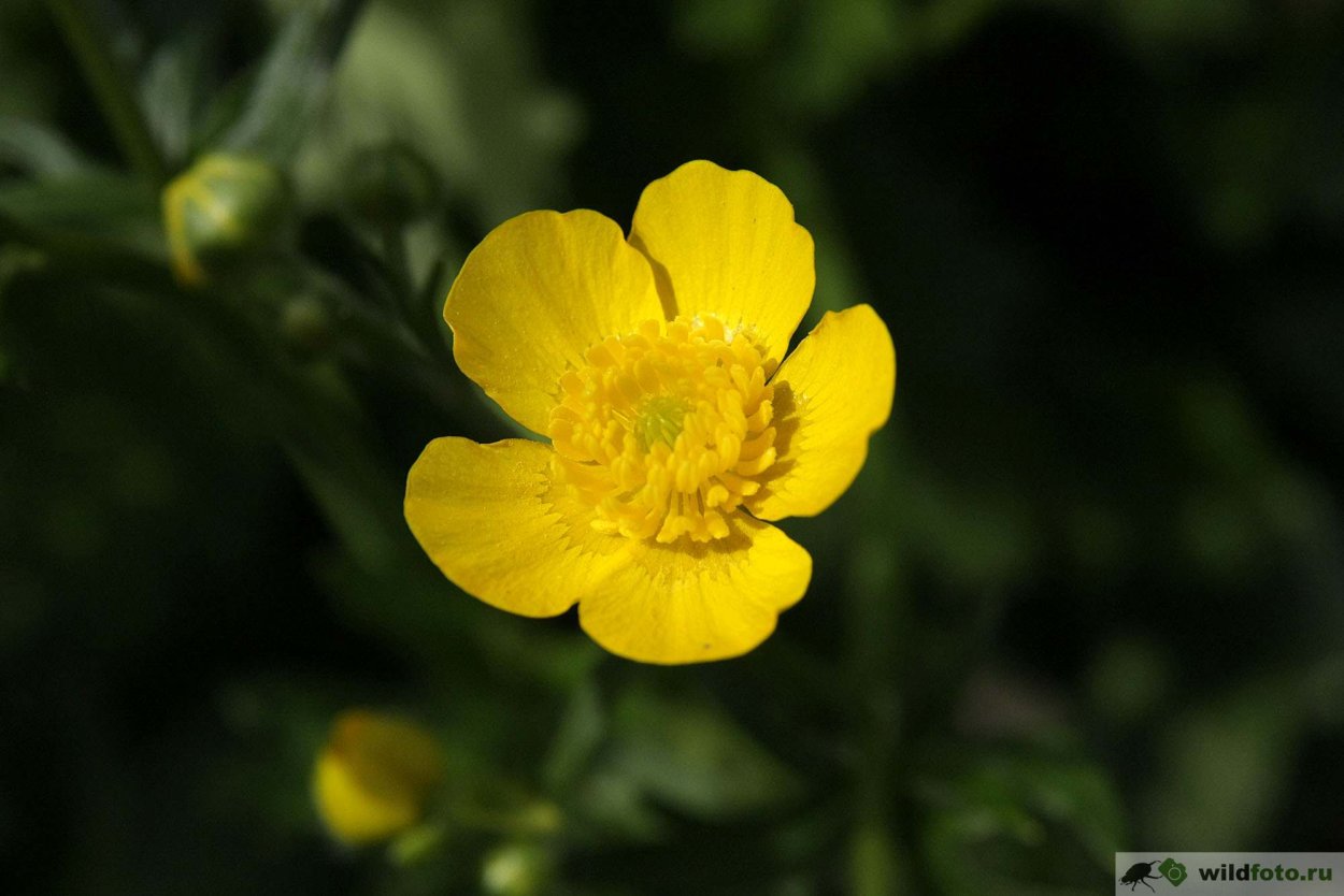 Ranunculus Acris Лютик едкий