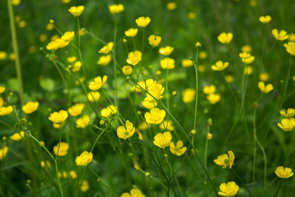 Лютик ядовитый