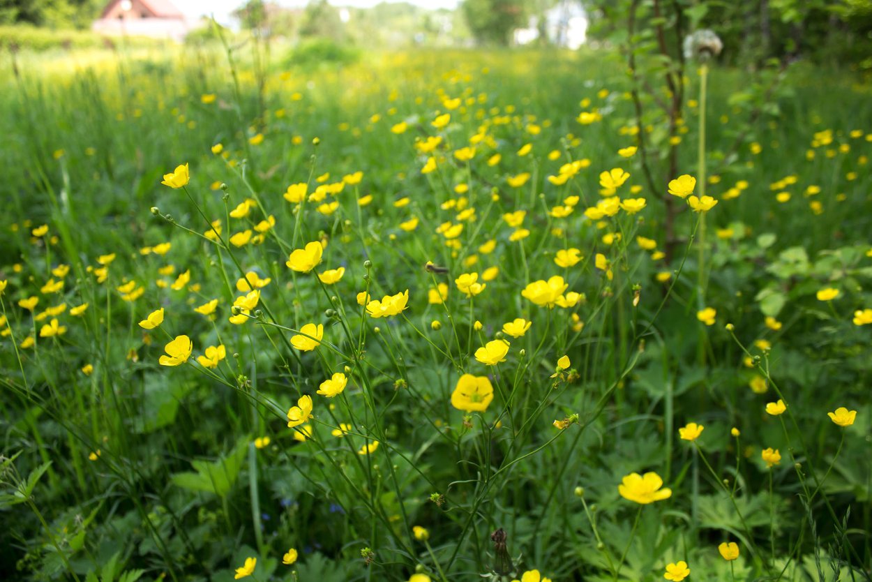 Лютик едкий