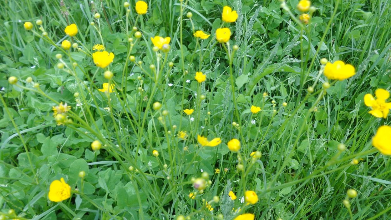 Лютик мягкоигольчатый